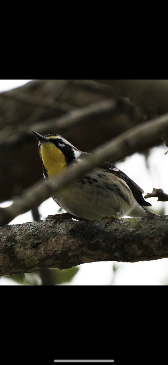 Yellow-throated Warbler - ML414371301