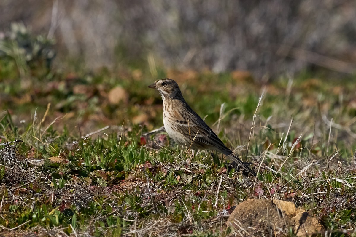 Пасовник польовий - ML414372181