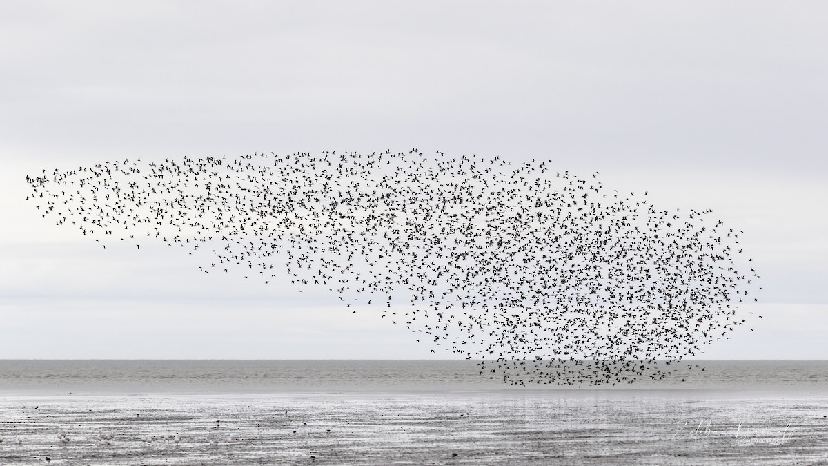Hudsonian Godwit - ML414373061
