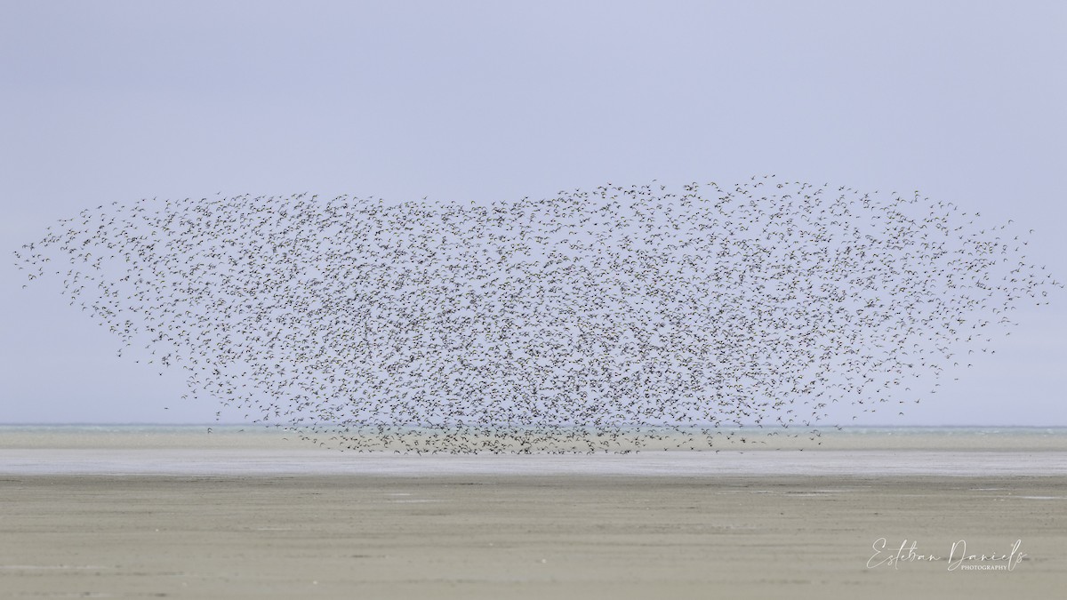 Hudsonian Godwit - ML414373081