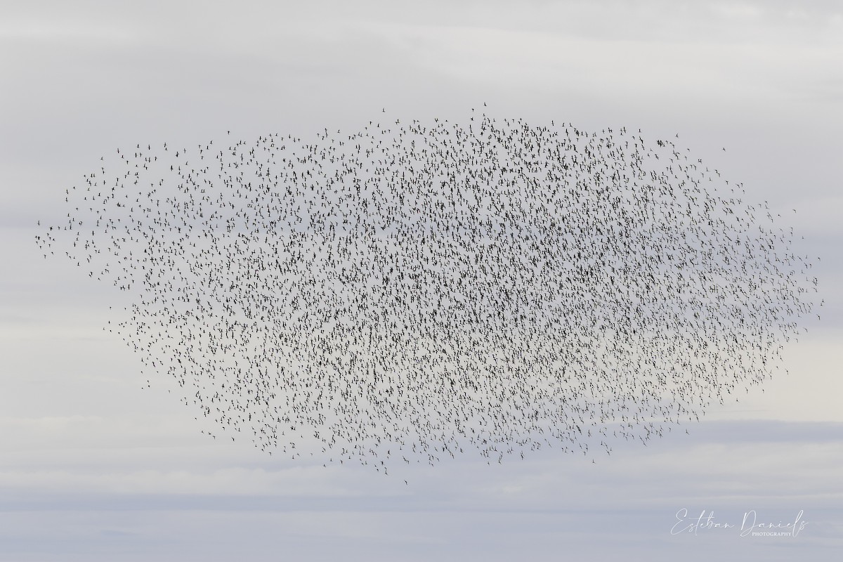 Hudsonian Godwit - ML414373101