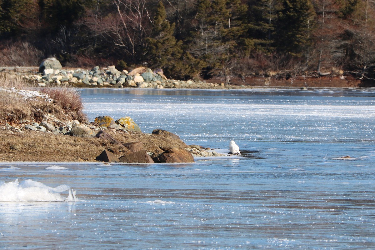 Snowy Owl - Fred & Colleen Wood