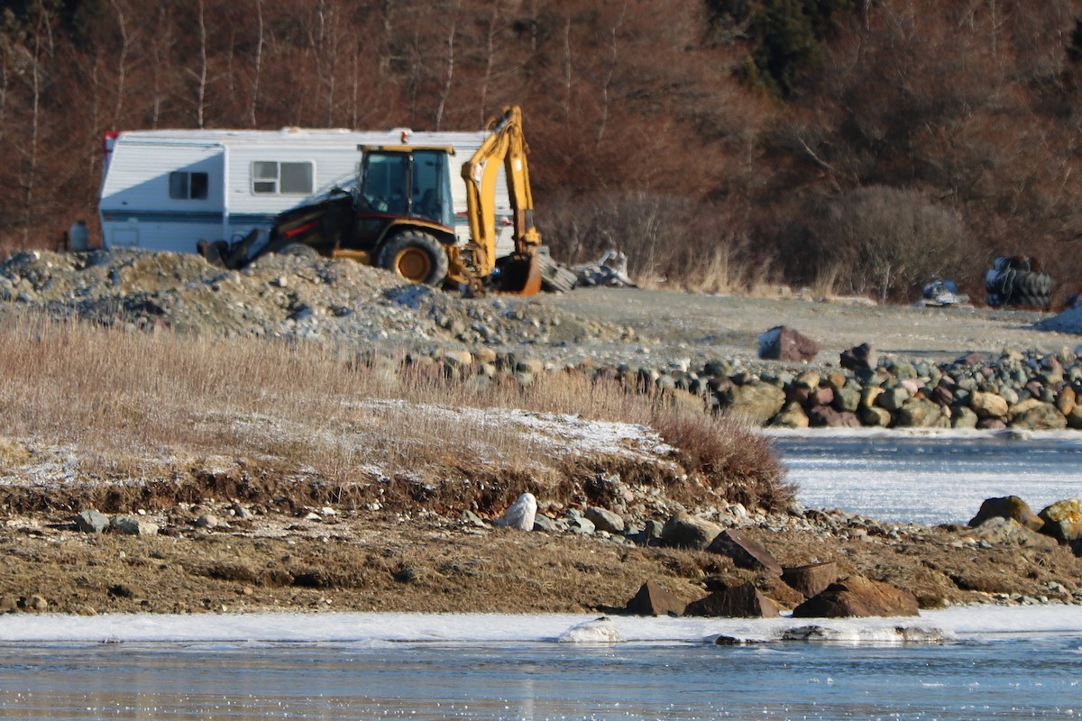 Snowy Owl - ML414374271