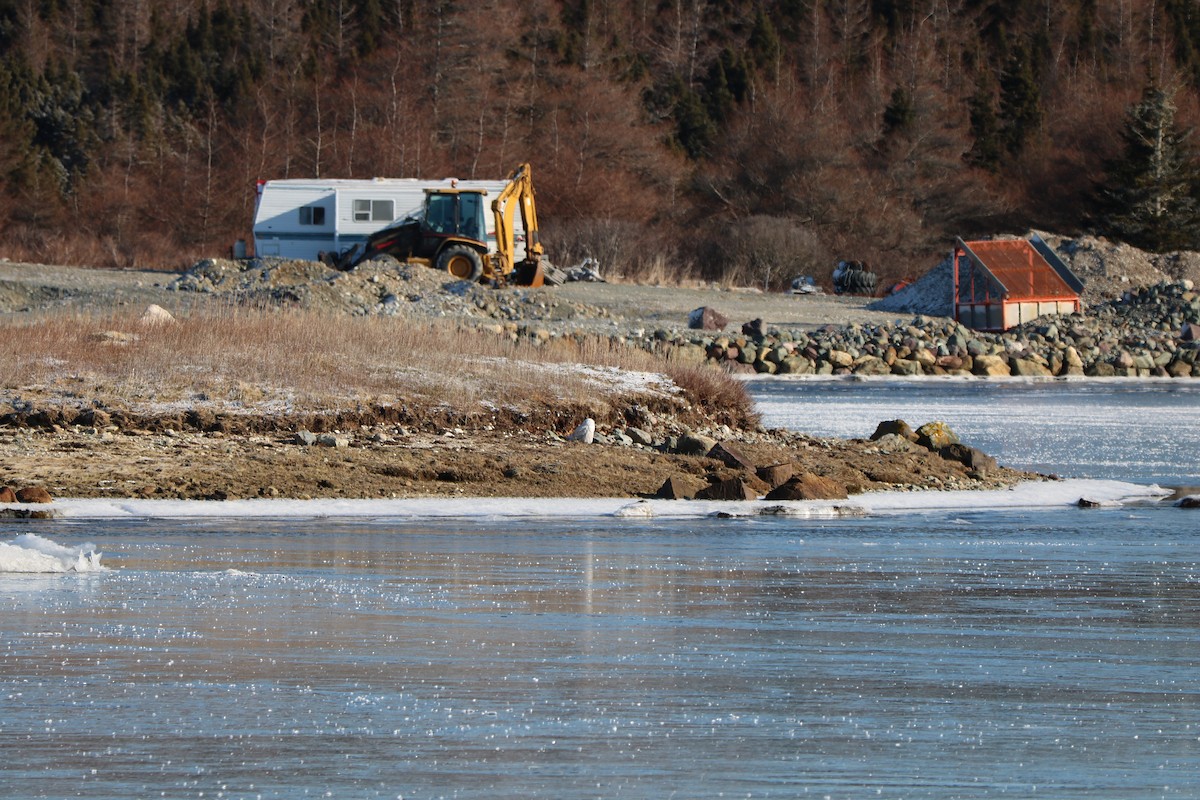 Snowy Owl - ML414374351