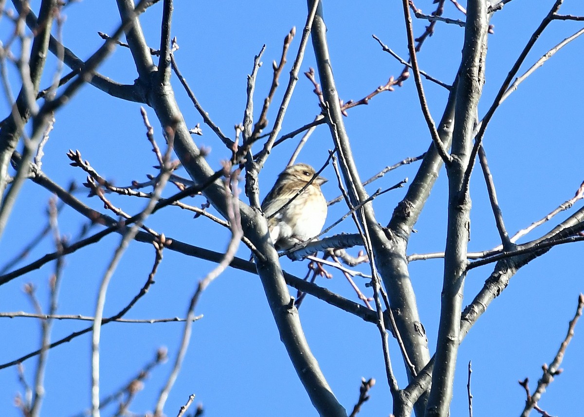 Purple Finch - ML414374731