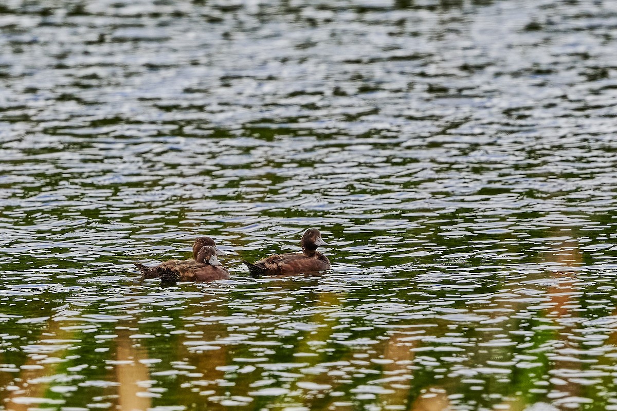 New Zealand Scaup - ML414374941