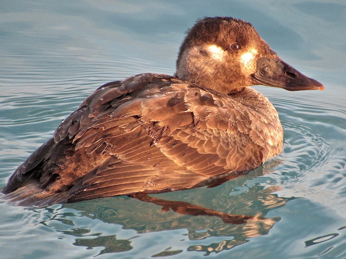 Surf Scoter - ML414375331