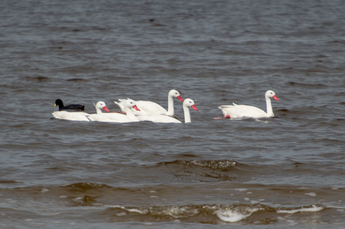 Coscorobaschwan - ML414375531