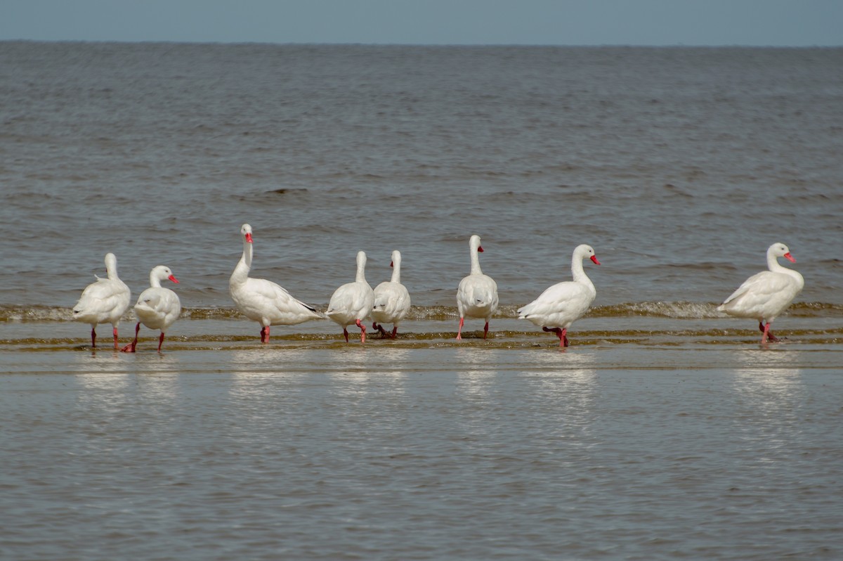 Coscorobaschwan - ML414375811