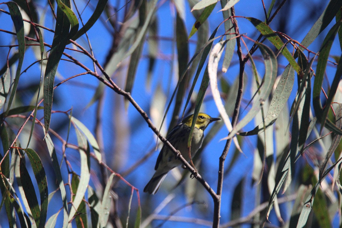 Black-throated Green Warbler - ML414375981