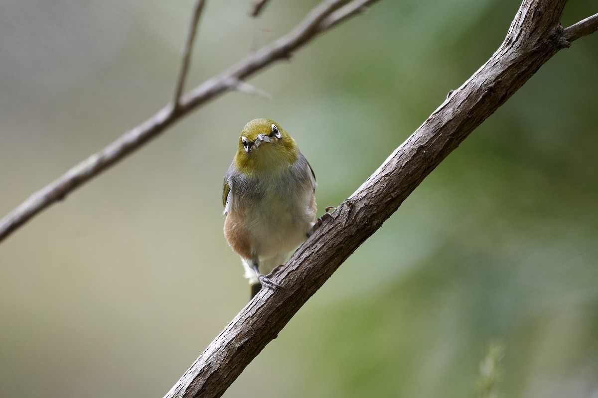 Silvereye - ML414376041