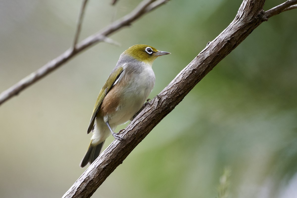 Silvereye - ML414376051