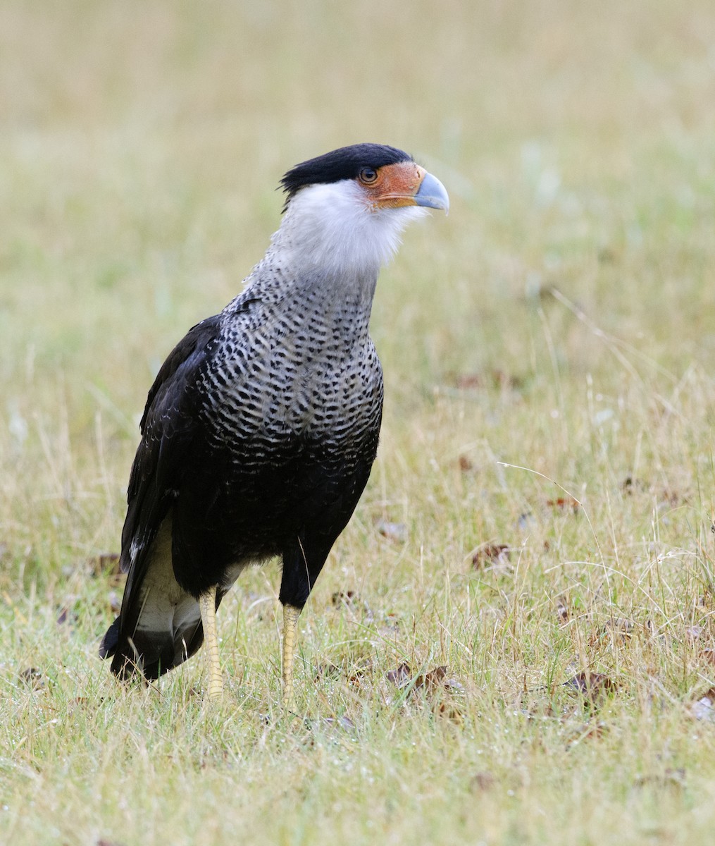 Crested Caracara (Northern) - Joshua Vandermeulen