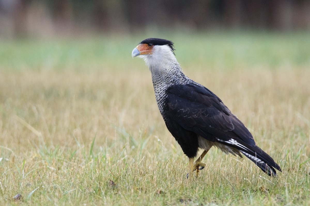 Crested Caracara (Northern) - ML41437821