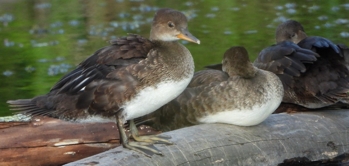 Hooded Merganser - ML414379261