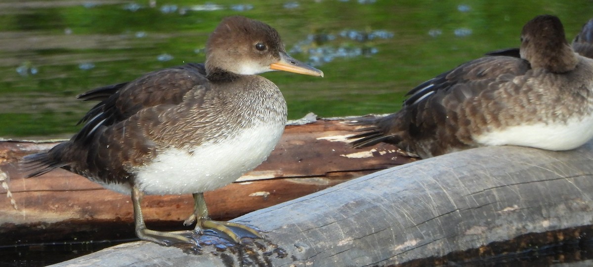 Hooded Merganser - ML414379381