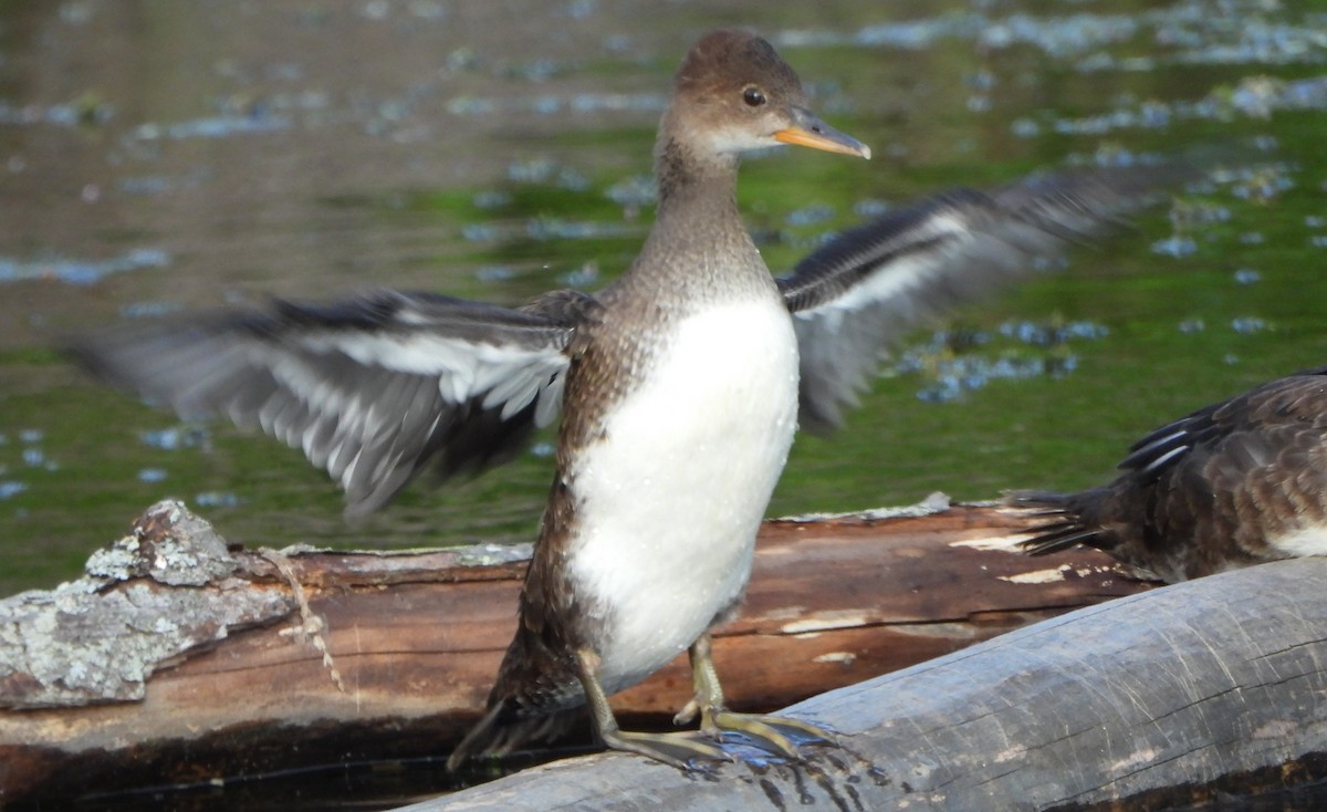 Hooded Merganser - ML414379391