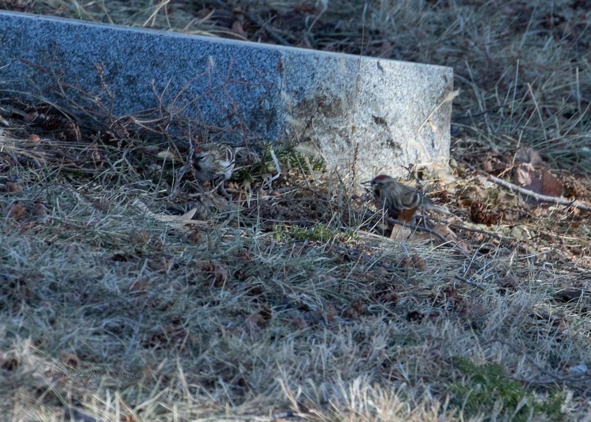 Redpoll (Common) - ML414379561