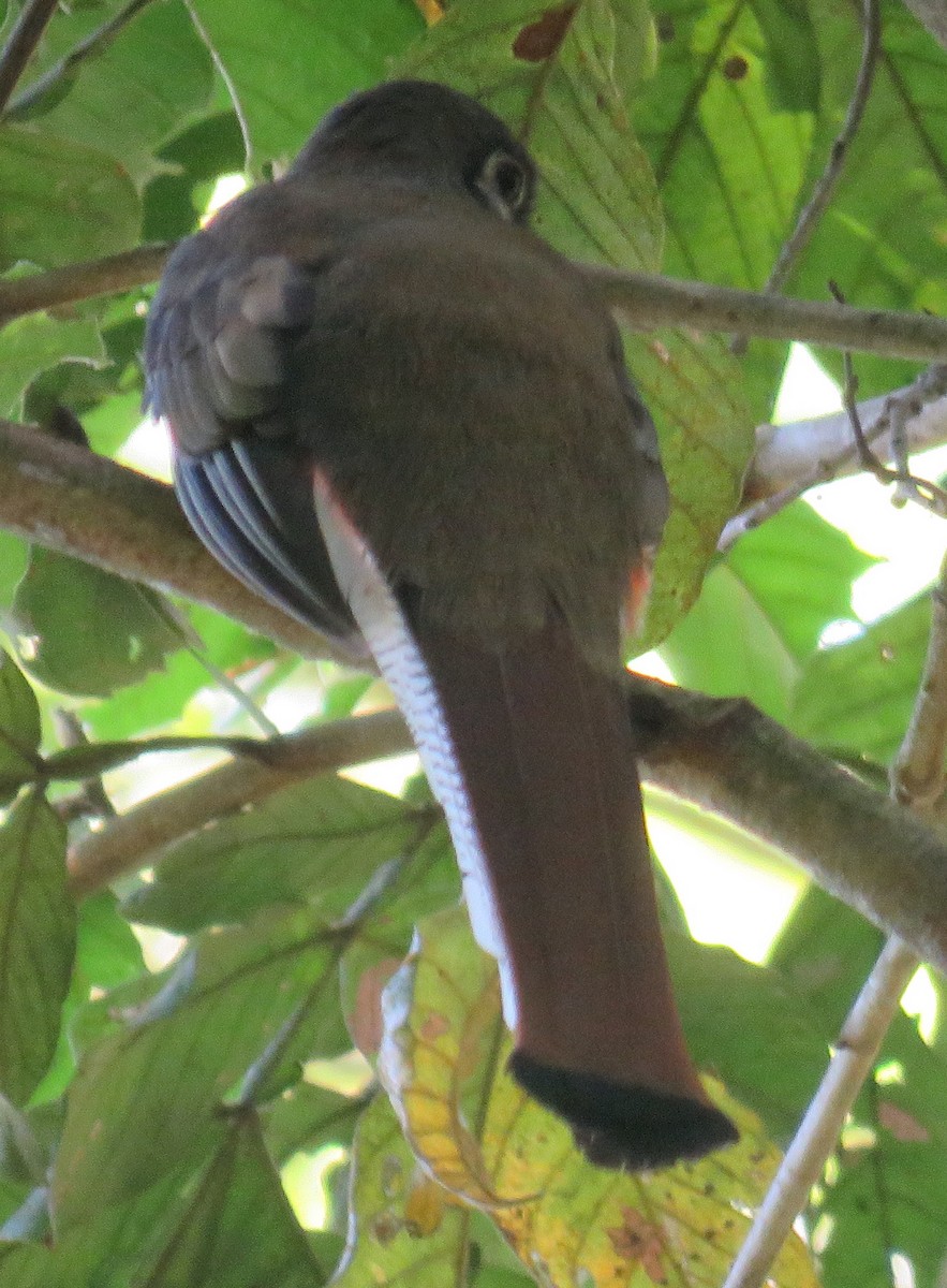 Elegant Trogon - ML414379651