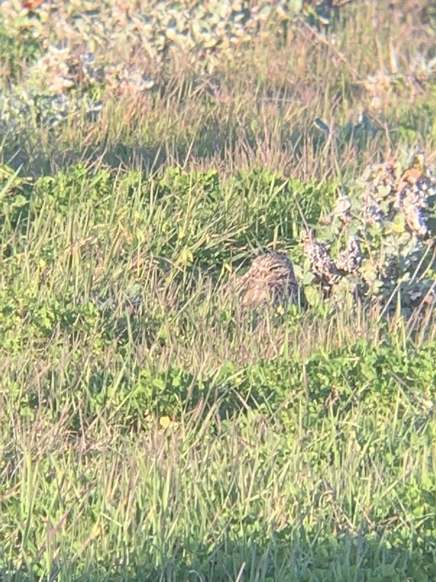 Burrowing Owl - ML414380201