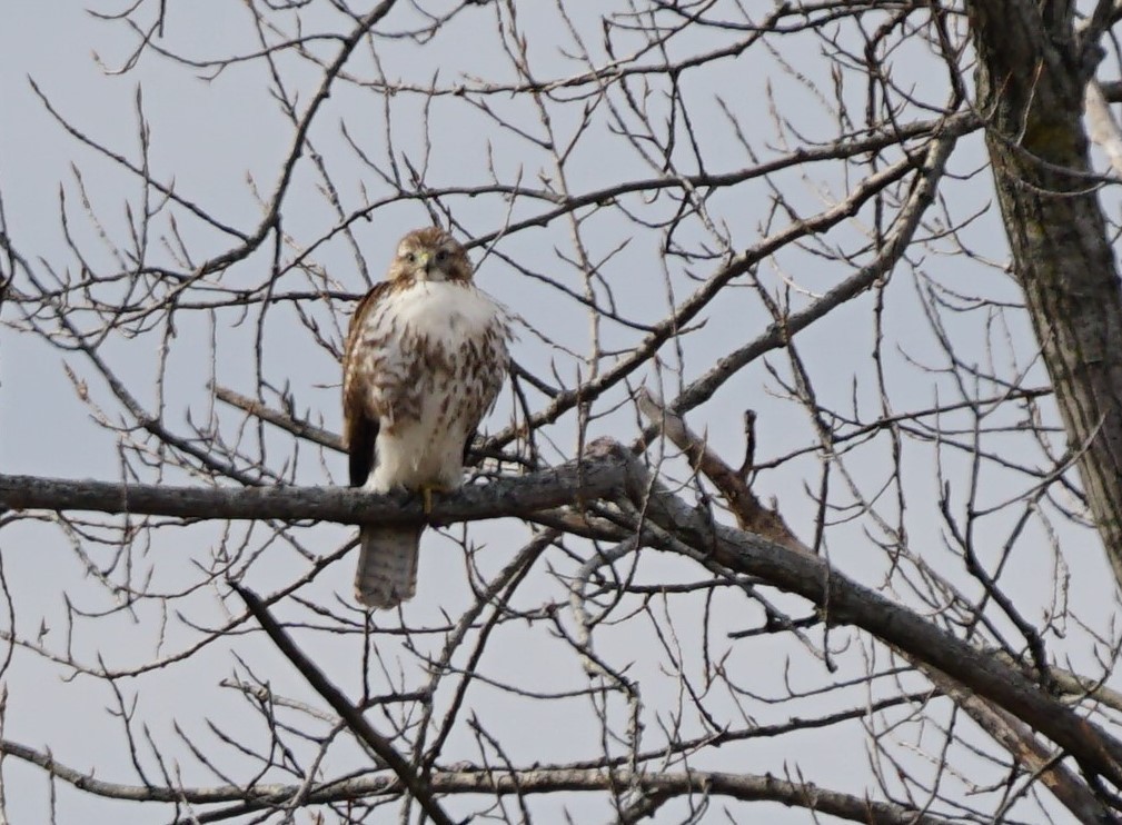 Red-tailed Hawk - ML414381571