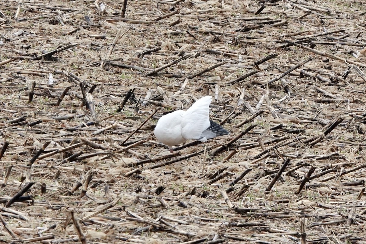 Snow Goose - ML414382171