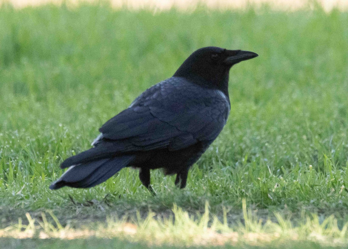 American Crow - ML414384751