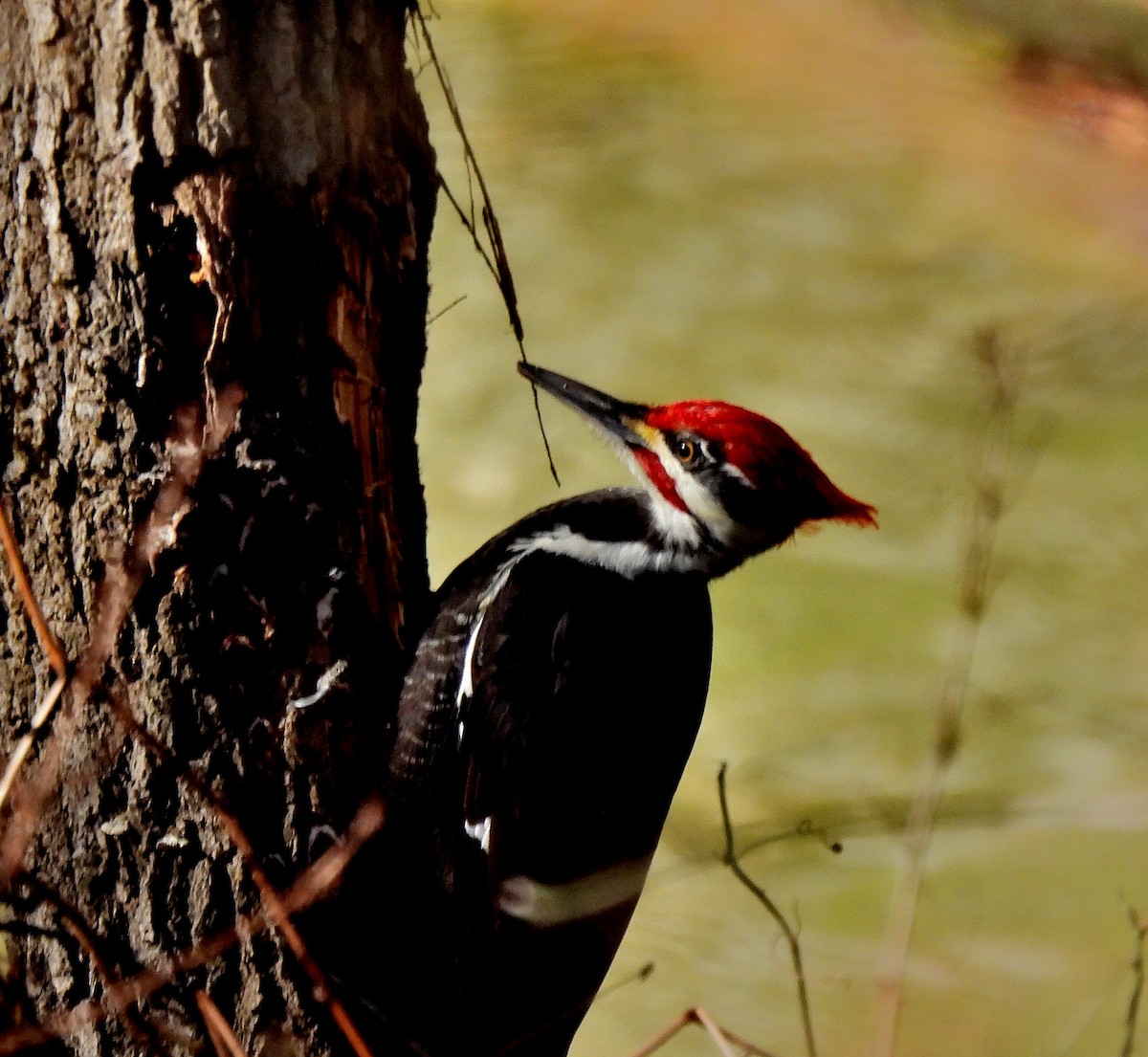 Pileated Woodpecker - Sandy Sanders