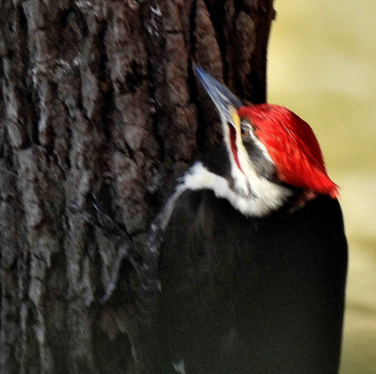 Pileated Woodpecker - Sandy Sanders