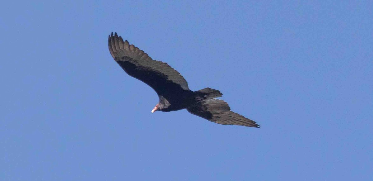 Turkey Vulture - ML414387681