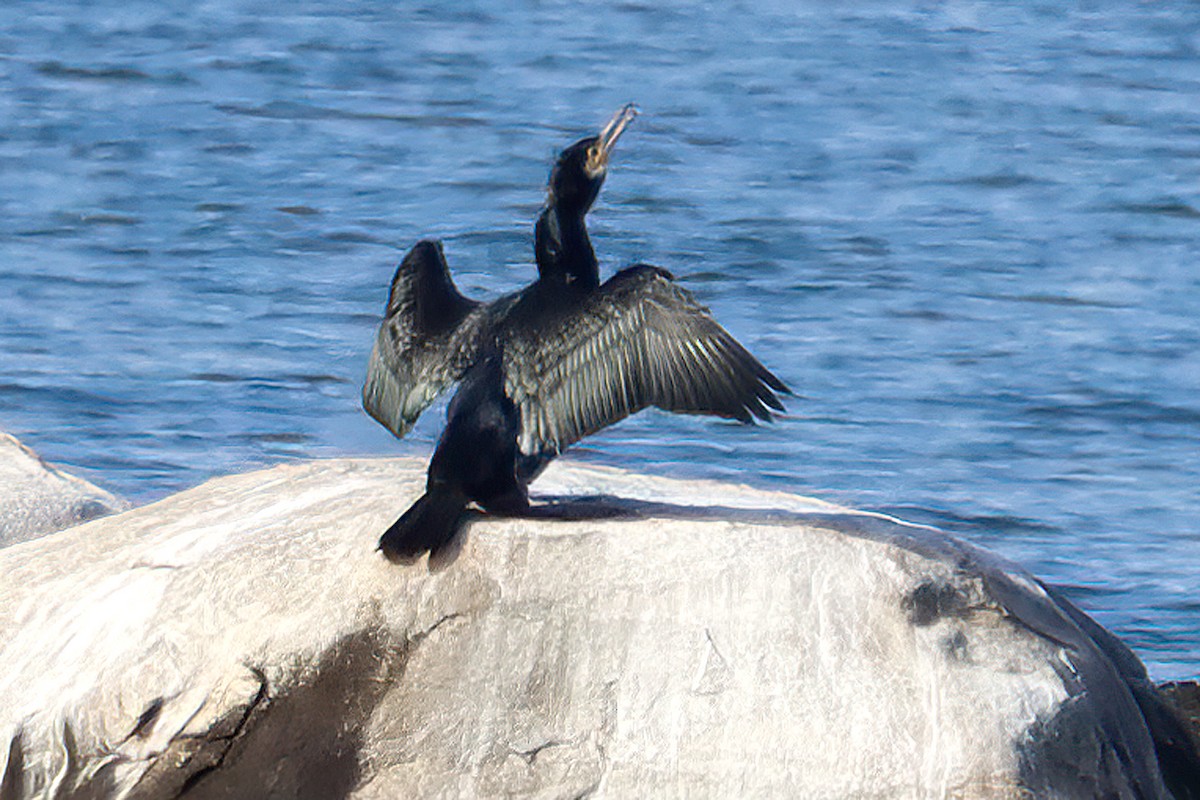 Great Cormorant - BRUCE FINNAN