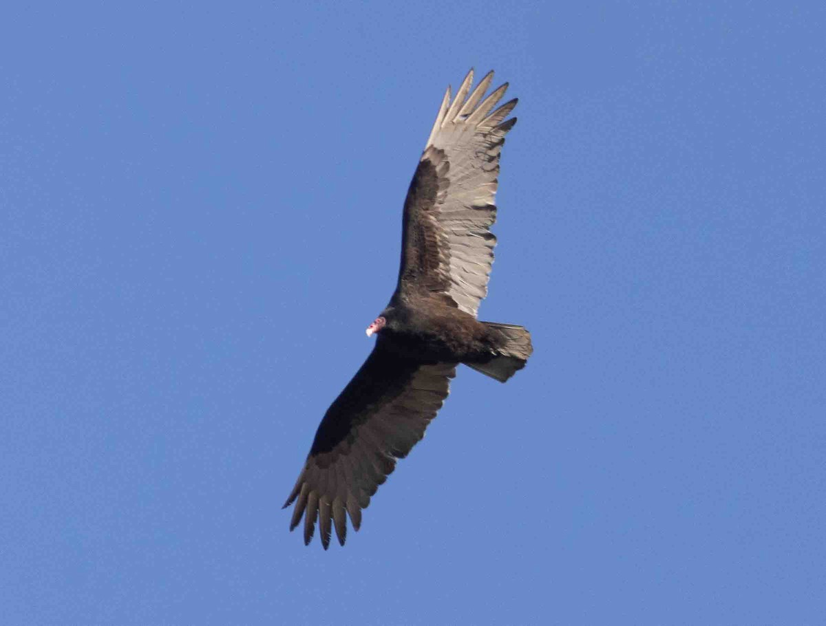 Turkey Vulture - ML414389531