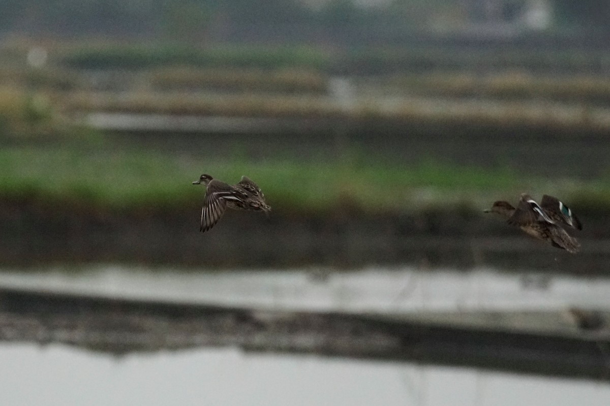 Garganey - JingZu Tu