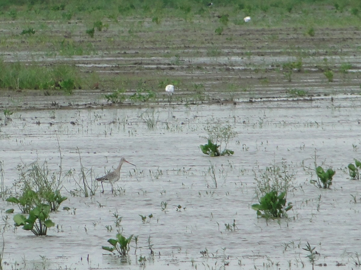 Black-tailed Godwit - ML41439291