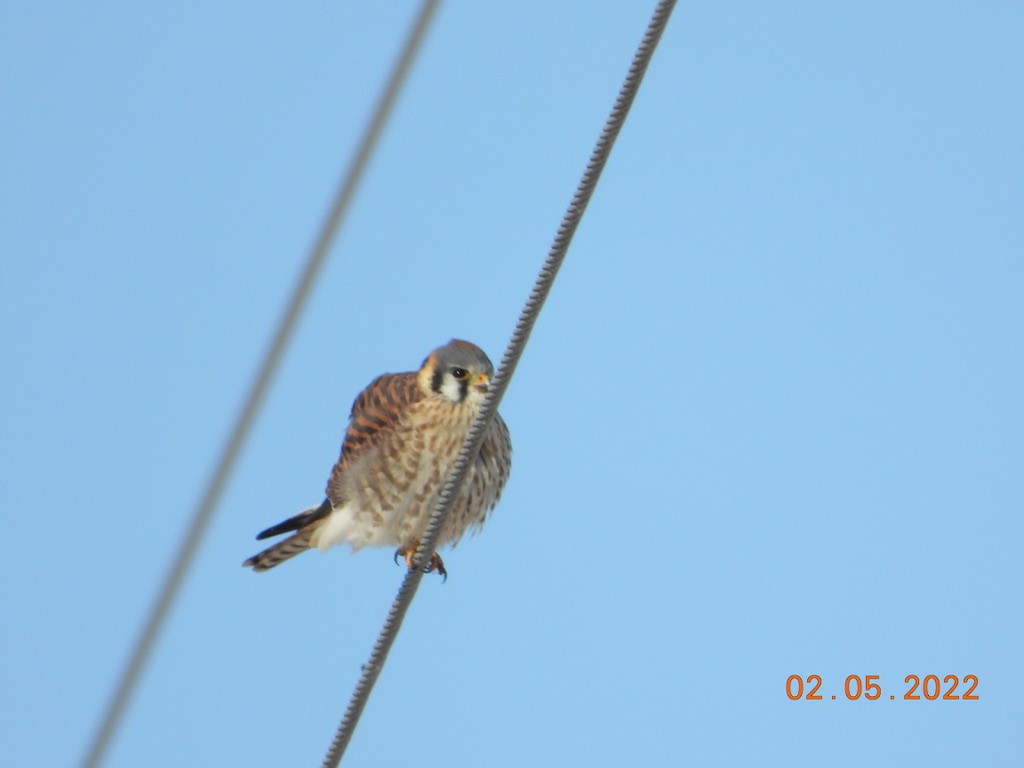 American Kestrel - ML414394951