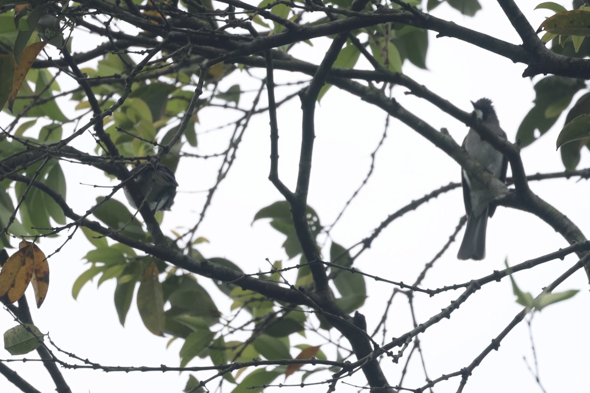 Cinereous Bulbul - ML414395951