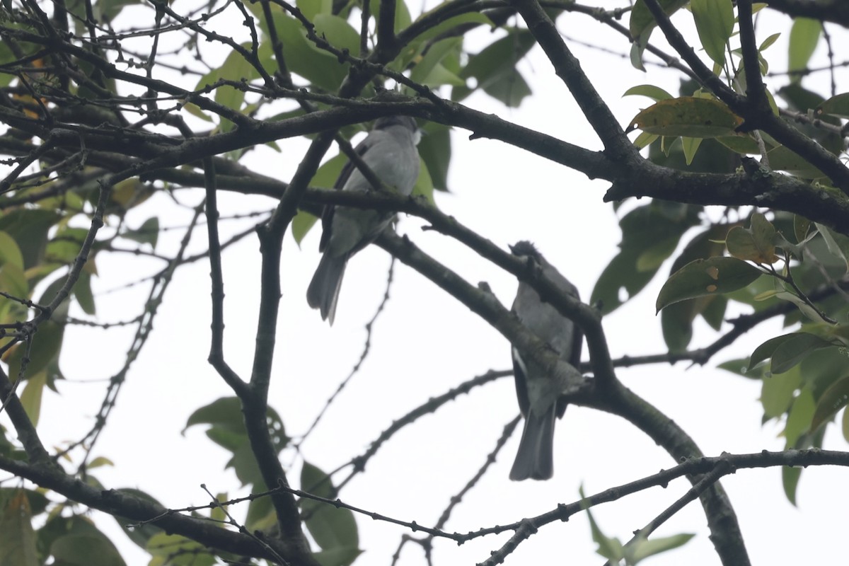 Cinereous Bulbul - ML414396021