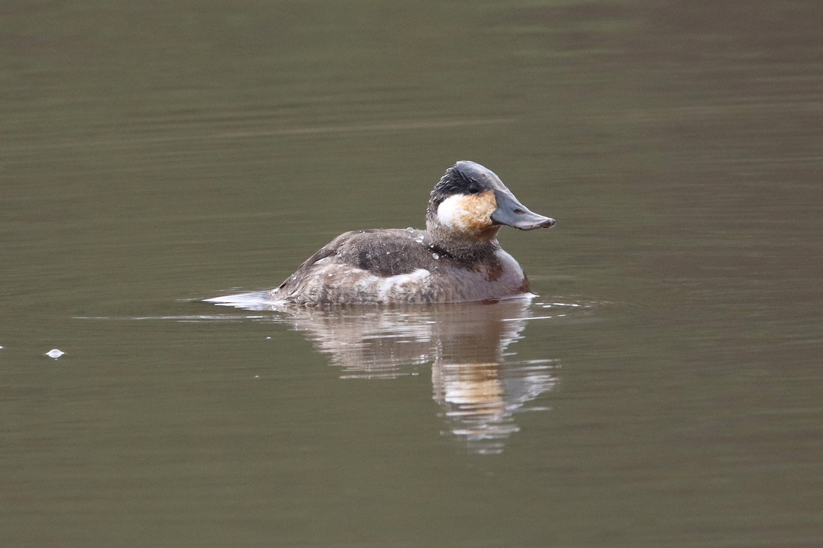 Gobbo della Giamaica - ML414396331