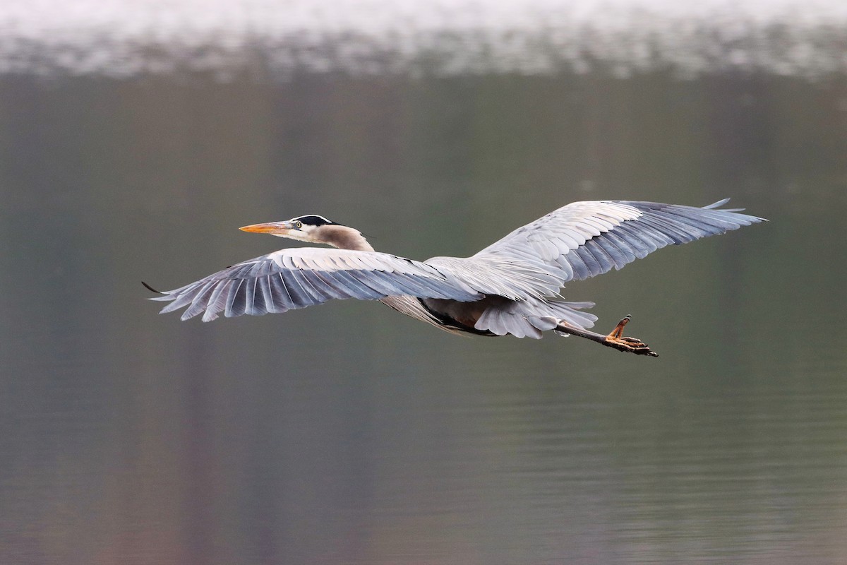 Great Blue Heron - ML414396481