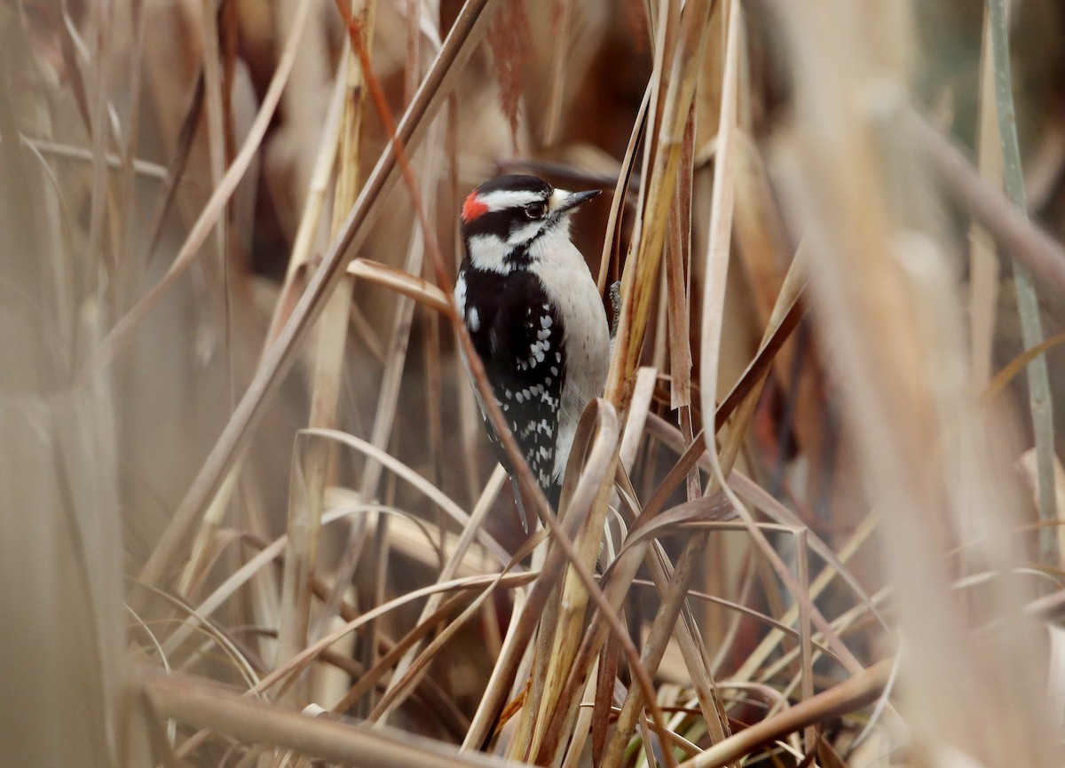 Downy Woodpecker - ML414396621
