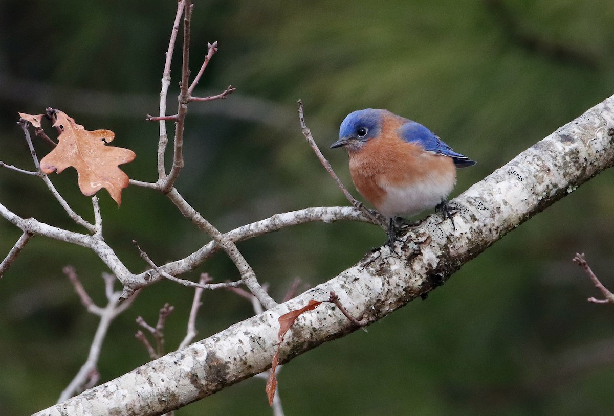 Eastern Bluebird - ML414396681