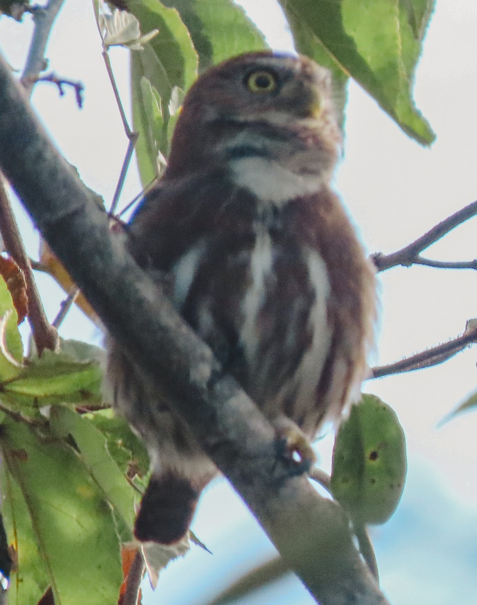 Ferruginous Pygmy-Owl - Lois Farrington