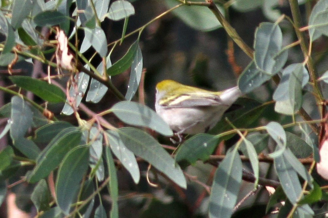 Chestnut-sided Warbler - ML41439941