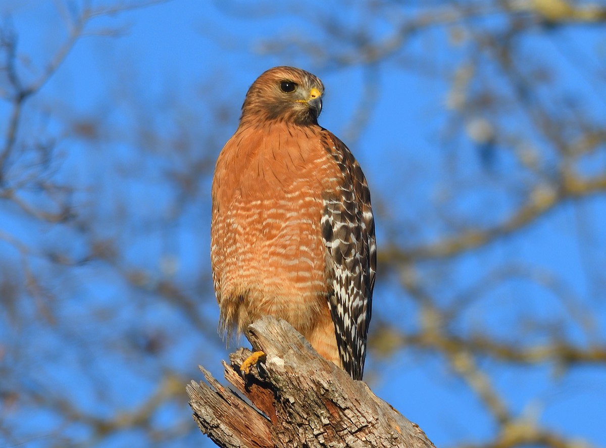 Red-shouldered Hawk - ML414402821