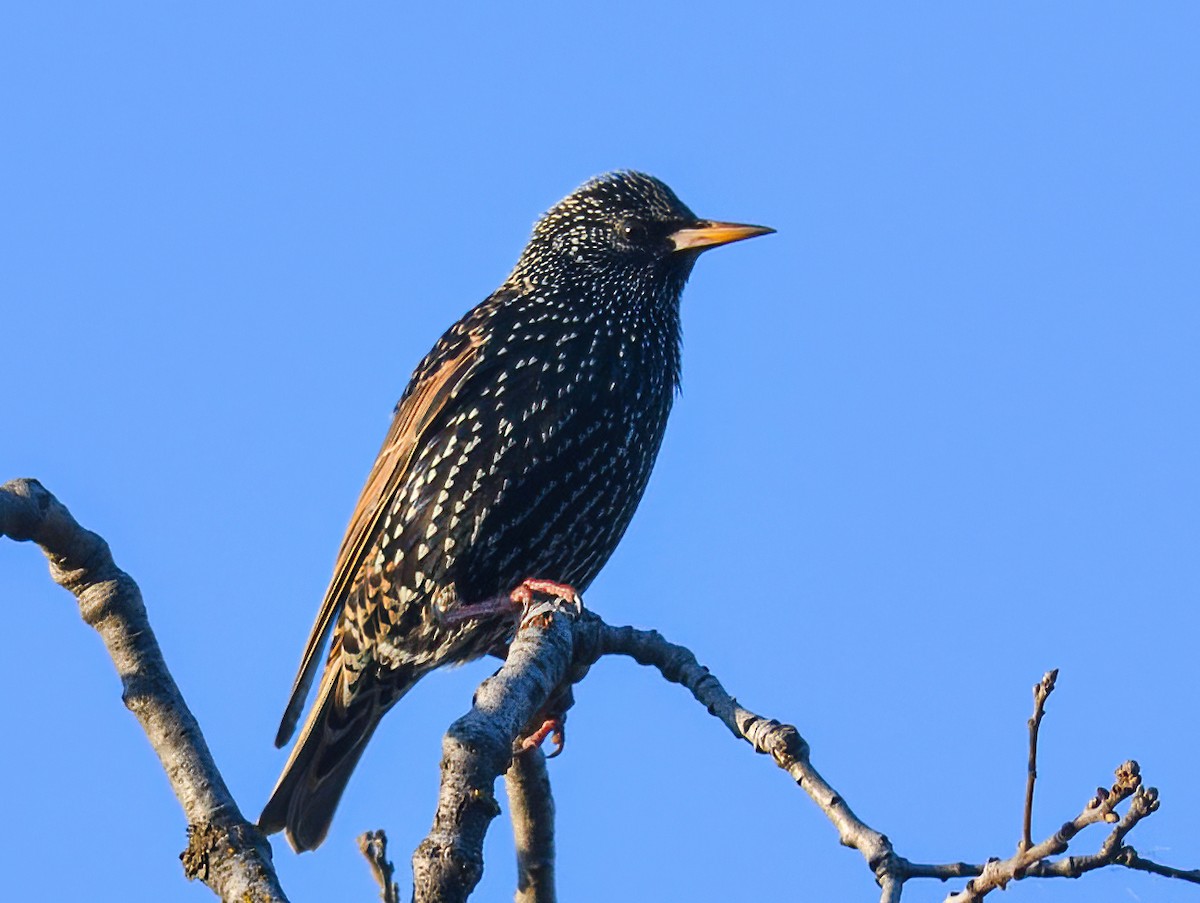 European Starling - ML414402931