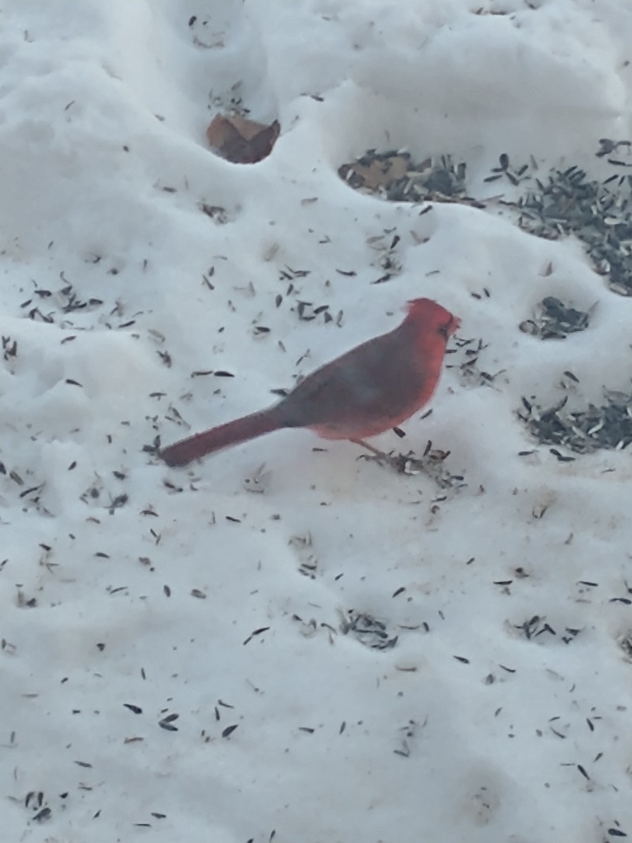 Northern Cardinal (Common) - ML414404091