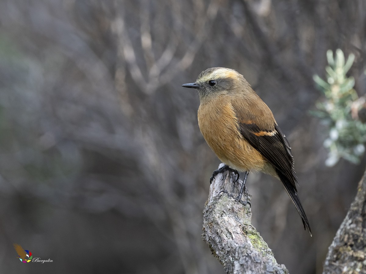 Brown-backed Chat-Tyrant - Fernando Burgalin Sequeria