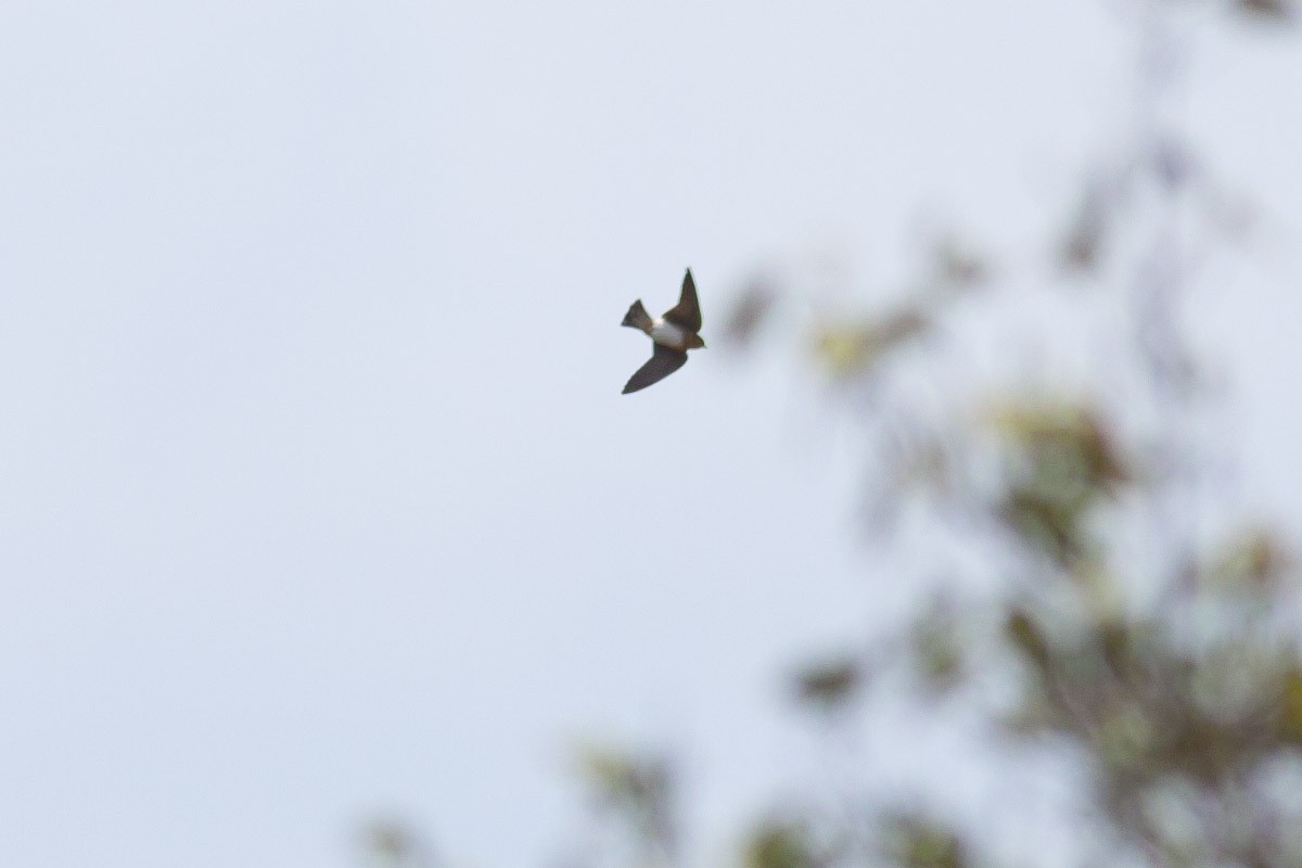 Golondrina Pueblera - ML41440491