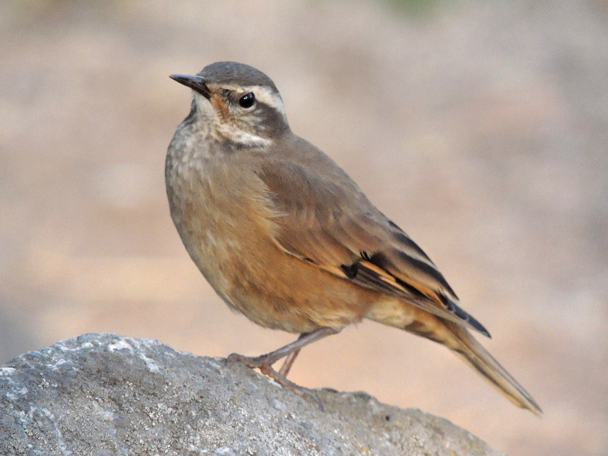 Buff-winged Cinclodes - ML414405161
