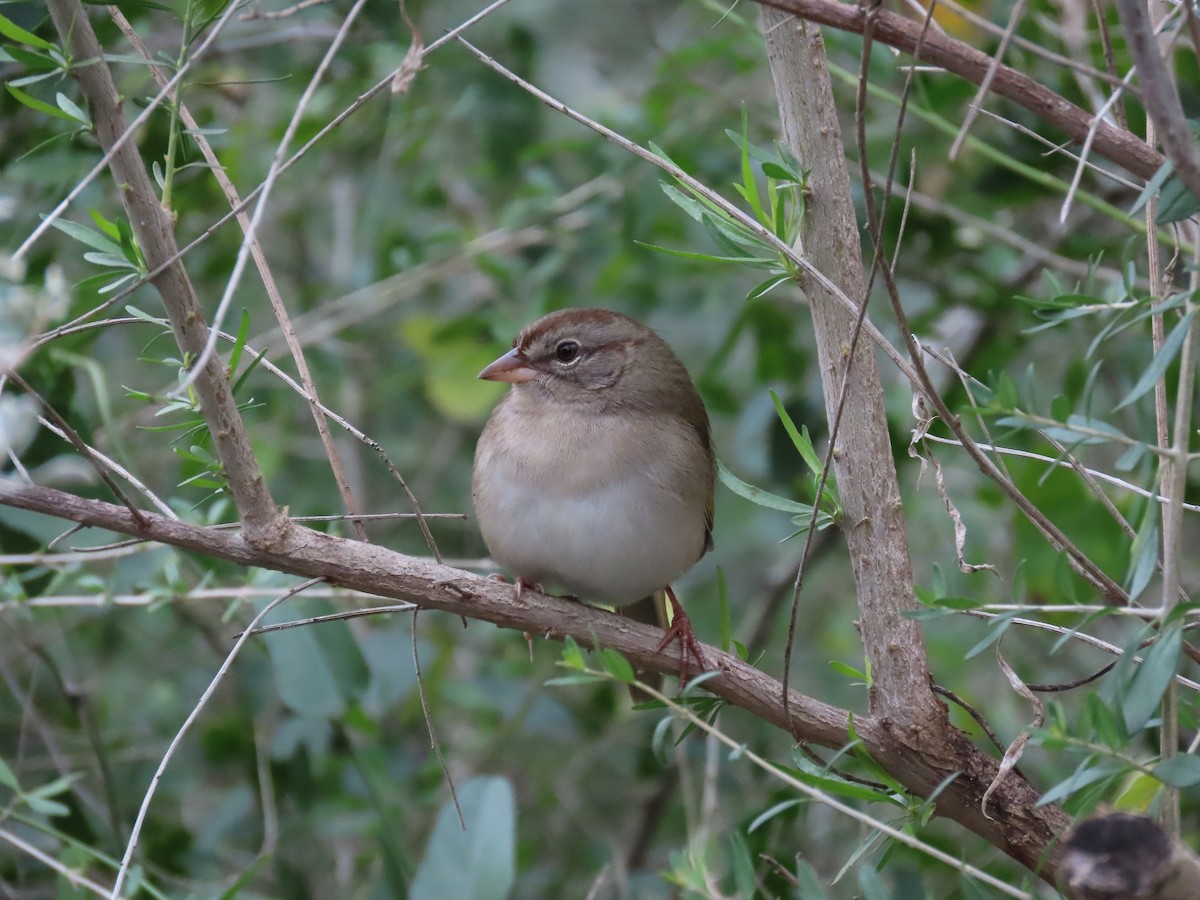 Olive Sparrow - ML414406161